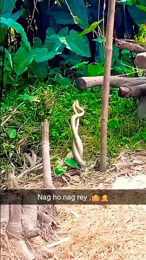 So this is how snakes mate!!