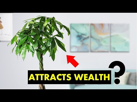 What is a Money Tree good for ?