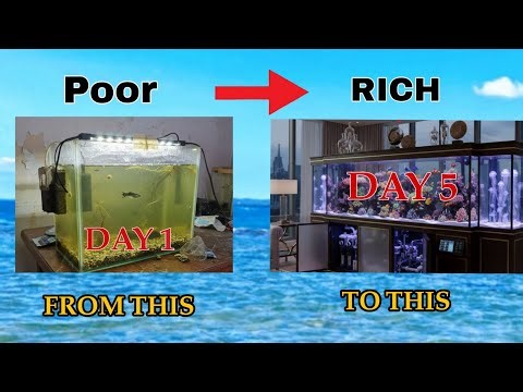New Aquarium Setup Guide: Day 1 to Day 5 | Step-by-Step Transformation