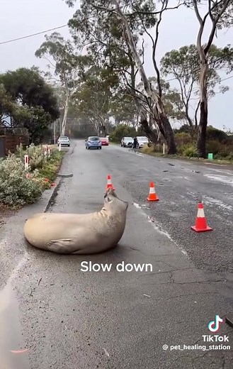 Neil the Seal Causes Mayhem on the Road | Ungovernable Seal