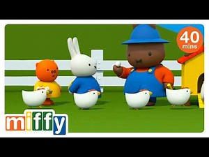 Miffy Feeds Chickens | Miffy | Cartoons for kids