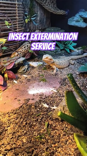 Beardie starts an insect extermination service