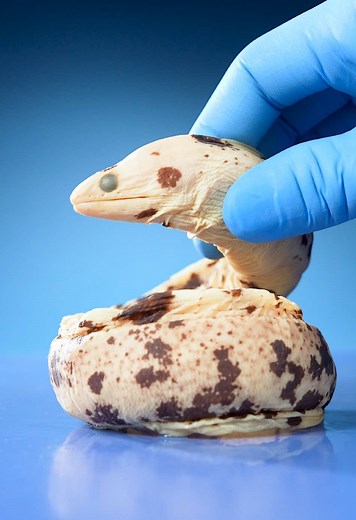 Unlocking the Secret of Moray Eel's Second Jaws