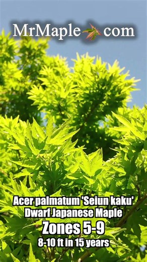Acer palmatum 'Seiun kaku' Rare Dwarf Japanese Maple Tree