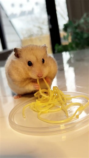 Spaghetti Time for a Hamster 🐹🍝