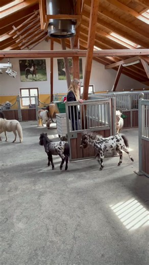 Pony Care Morning Routine at Mini Stable Part 2