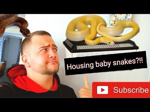 African house snake ultimate care guide series!! ep 1 housing baby snakes