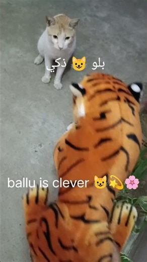 cute cat قط كيوت 💞😺✨🌸🐯#cat #languagelearning #اكسبلور #funny
