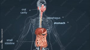 Human digestive system anatomy