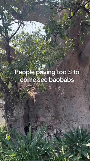 Majestic Baobabs in Musina: A Concern for Tourism