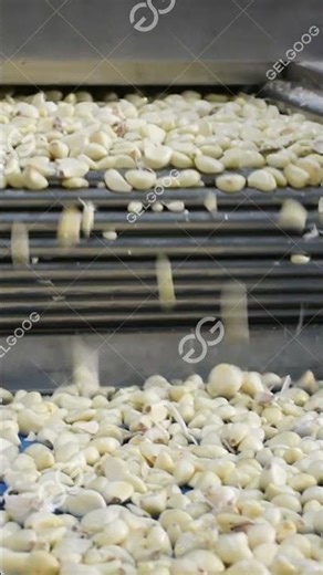 Garlic Peeling Machine #machine #food