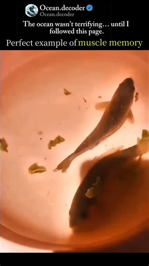 Ocean on Instagram: "Did you know fish have muscle memory too? 🤯🐠 When a fish swims, darts away from predators, or returns to the same feeding spot day after day, it’s not just instinct — it’s muscle memory at work. Muscle memory is the process where repeated movements train the muscles and nervous system to respond faster and more efficiently over time. In fish, this helps them survive in constantly changing environments. From powerful tail flicks to precise turns through coral reefs, fish re