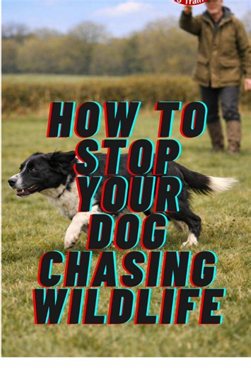 How to stop your dog chasing wildlife. If your dog ignores recall around squirrels, deer or birds, you’re probably calling too late. Once they’re mid-chase, adrenaline is up and brain is offline. That’s not the moment to test recall. Start asking: What stage am I losing my dog in? Freeze. Stalk. Sprint. Train the early stage, not the sprint. Save this and try it on your next walk. #DogTraining #DogRecall #StopDogChasing #DogBehaviour #ForceFree