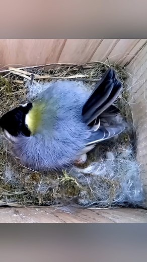 84K views · 3.2K reactions | How an egg is laid #nature #birdwatching #wildlife #timelapse #nestbox #livecam #spring #nestboxlive | Nest Box Live | Facebook