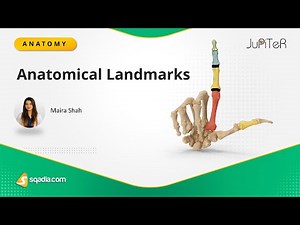 Phalanges of Hand Bone | Anatomical Landmarks | Anatomy of Upper Limb | Skeletal System