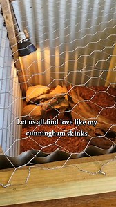 Cunningham's Skinks: 1. Social Lizards: Unlike many reptiles, Cunningham's skinks are social and live in family groups, often sharing crevices in rocks and even defending their territory together. 2. Spiny Protection: They have spiny, keeled scales that help deter predators. When threatened, they’ll wedge themselves into rock crevices and puff up to make it difficult for anything to pull them out. 3. Long Lifespan: These skinks can live for more than 20 years in the wild and in captivity — quite