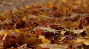 Wind blows and turns over fallen yellow leaves. Autumn leaves close-up in windy weather in the park. Fallen autumn leaves. Nature background. Autumn background. Windy weather Stock Video