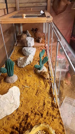 8.9K views · 272 reactions | New species just come in the Australian spinifex mouse | Martin Critchlow | Facebook