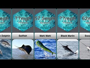 Speed Comparison: Fastest Sea Animals