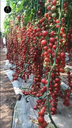 The wonder of high-tech greenhouse farming 😲🌱