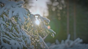 Ponsse Greasing System - a cartridge-based saw chain lubrication system, which makes the application of grease easier. 🌲🪵 #ponsse #logging #forestry #ponssesolutions #greasingsystem | Ponsse Oyj