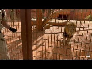 Lion Feeding Time at the Zoo 🦁 | Calm Keeper Interaction | Real Zoo Footage