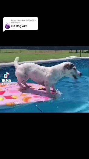 Playful Dog Having Fun in a Pool Float
