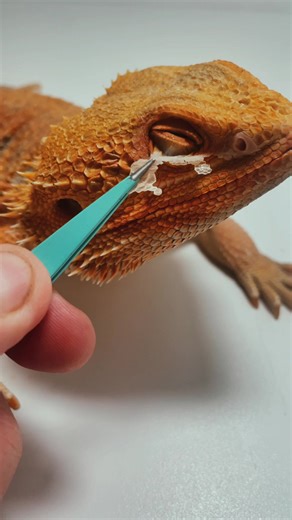 Bearded Dragon Doctor and Exotic Pet Care Guide
