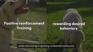 Positive Reinforcement Training