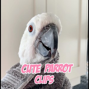 We have Cute Roo, Mischievous Coco, Cookie and his buddy Syd Viscious, and Lucky Lou telling me off! 😱 | Lucky Lou and Coco Too