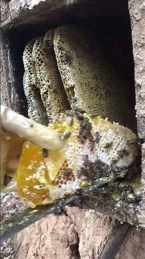 Satisfying close-up: Harvesting fresh honey from the hive! 🍯 #honey