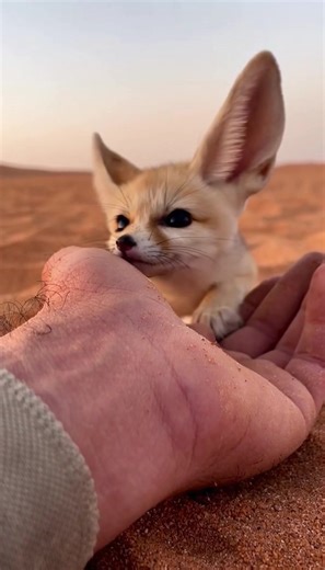 #الشعب_الصيني_ماله_حل😂😂 #سبايستون #جزائر