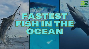 The 10 Fastest Fish in the Ocean