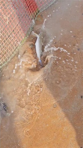 Fish Trying to Escape! Locked Cage 😱 #fishing #fish #FishCage