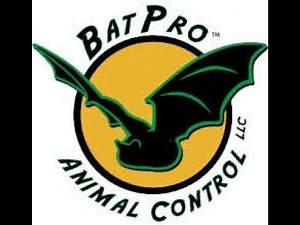 Bat Guano Removal 101 The Ultimate Guide to a Clean & Safe Home