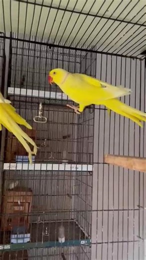 Yellow ringneck#raw#exotic#mucaw#cockatoo#lorry#african grey#electus#ringneck#yellow