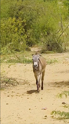 Giroro Donkey coming|#reels #janwar #khota