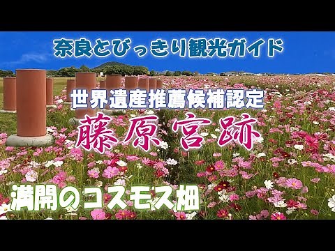 【藤原宮跡】藤原京の歴史・コスモス畑をご案内。天武天皇・持統天皇が造営した藤原京。その足跡が今も残る藤原宮跡 奈良とびっきり観光ガイド藤原宮跡編【コスモス】