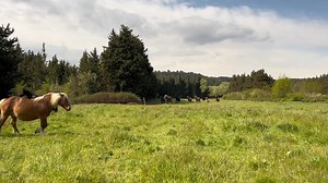 56K views · 2.1K reactions | Quelques extraits de nos chevaux et leur vie en troupeau  | Mérilver - Élevage chevaux de couleurs - | Facebook