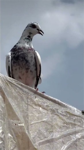 ✨️🕊