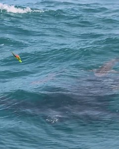 2 Massive Fish off a Leatherback Turtle! featuring Snook Nook Bait and Tackle & Stuart Live Bait | Darcizzle Offshore