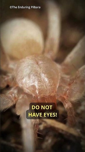 The secret of spider eyes