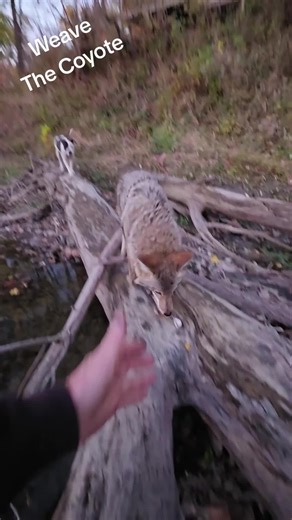 Shes so much FUN! #weavethecoyote #cute #animals #pets #coyote | coyotes