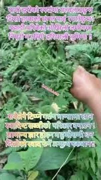 Vegetable Fern, Fiddlehead fern