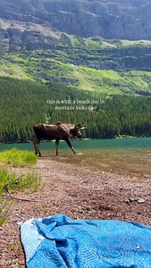 Montana might just be one of the most beautiful states. Keep your eyes out on the trail for wild animals, and keep your distance if you can, as moose can be extremely dangerous. | Julia Thompson