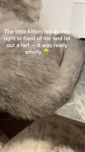 Adorable Kitten Farts While Sleeping: A Funny Moment