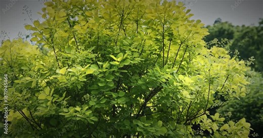 Cotinus coggigria. impressive bush displaying bright green leaves in harmony. European Smoketree, Eurasian Smoketree, Smoke Tree, Smoke Bush, Venice Sumach, Or Dyer's Sumach Is A Species Of Flowering