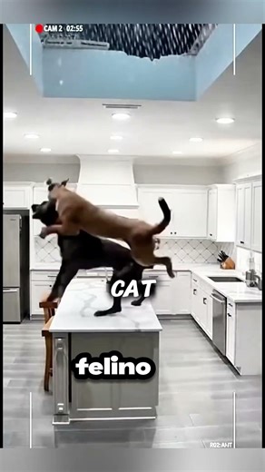 ¡El héroe inesperado! 🐶🦁 Salva a la familia de un puma gigante 😱💪 #shortsfeed #wildliferescue