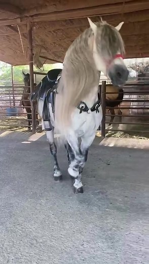 Frisones Bailando: Mesmerizing Horse Dance | Caballo Bailador