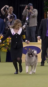 413K views · 5K reactions | The Norwegian Elkhound is a true Nordic legend. Originally bred to track and hunt moose in the rugged terrain of Scandinavia, these alert and energetic dogs have a thick, weather-resistant coat, keen senses and unwavering loyalty. These dogs are built for adventure. But at home? They’re fearlessly affectionate and love being part of the family. | Westminster Kennel Club Dog Show | Facebook